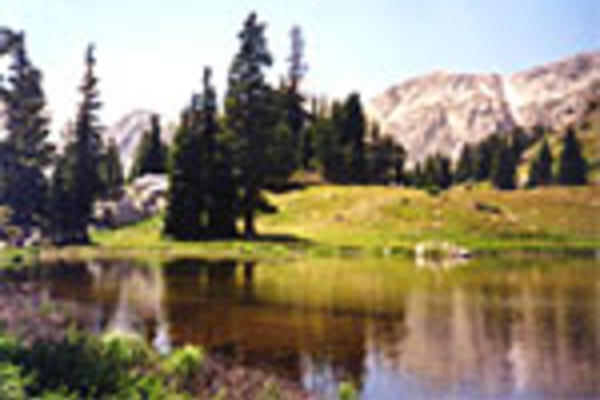 Medicine Bow National Forest