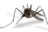 Visiting Tampa Bay in the time of Zika