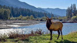 This elk looking as majestic as anything!.