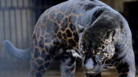 The Black Jaguar (Image uploaded to Reddit by u/althekos).