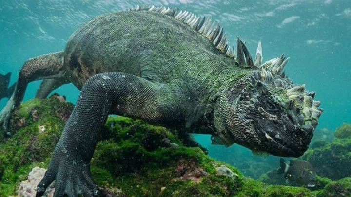 A smug looking Marine Iguana (Screencap from David Attenborough's Planet Earth II).