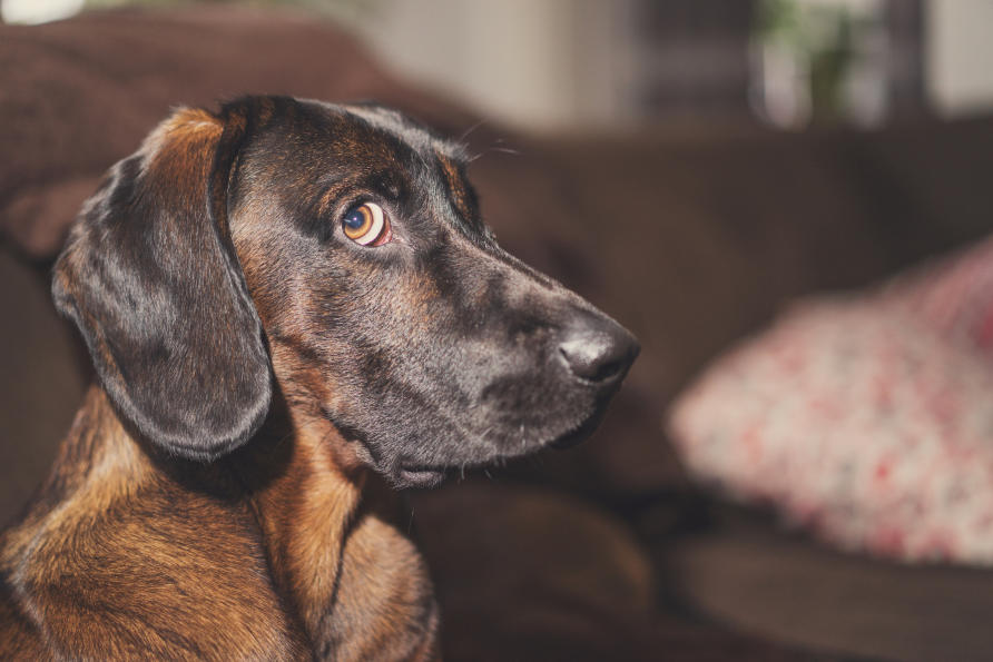 Why do small dogs live longer than big dogs? | Pursuit by The
