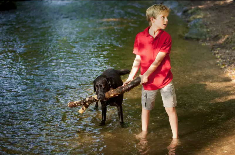 When Money Means A Life Or Death Choice For Our Dogs Pursuit By The University Of Melbourne