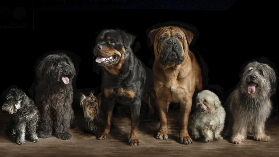 Explore the expected life spans of different dog breeds