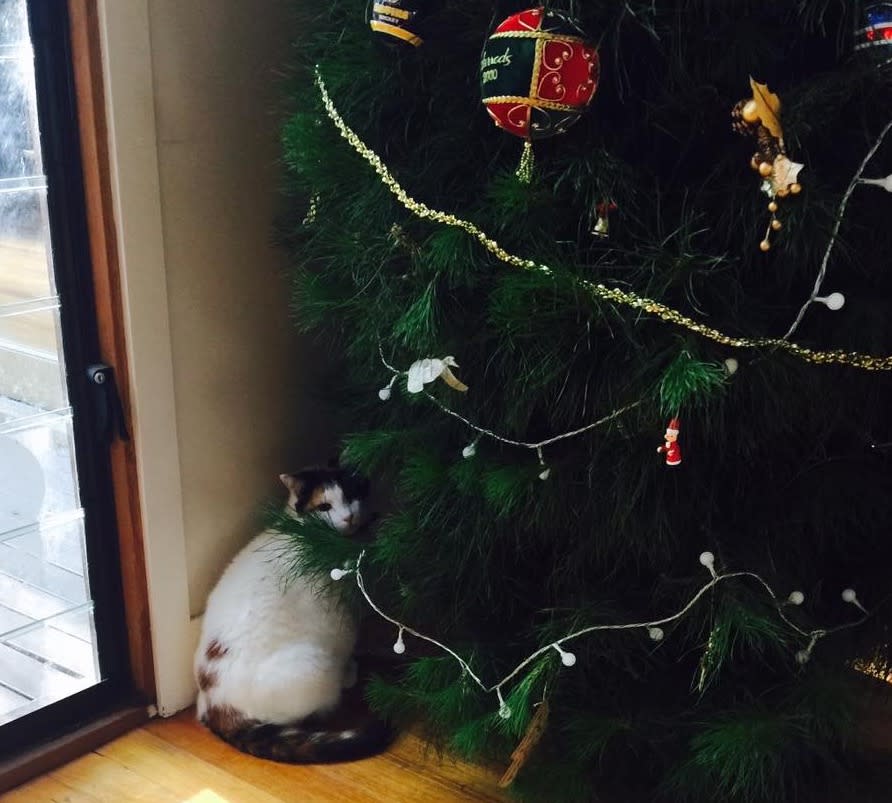 Why Cats Obsess Over Christmas Trees Pursuit By The