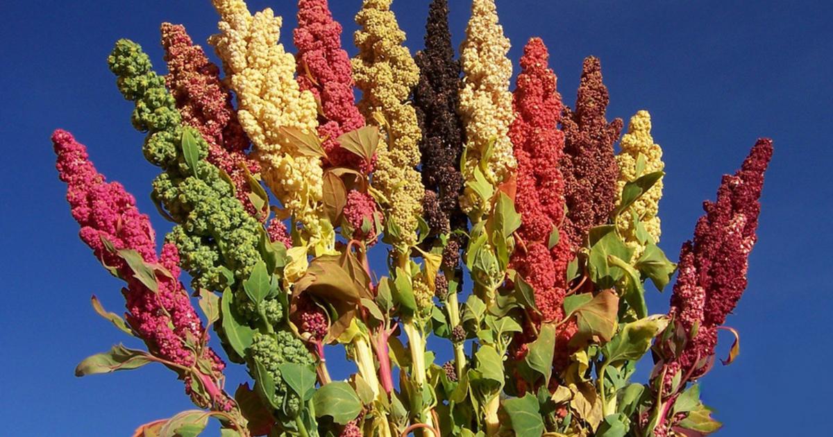 Finding quinoa’s sweet spot to feed the world Pursuit by The