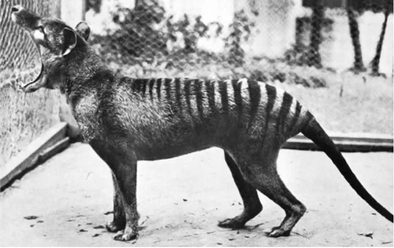 Como é que a tilacina marsupial e o lobo, um mamífero placentário, passaram a ser tão parecidos? Foto: TMAG Tasmanian Museum and Art Gallery