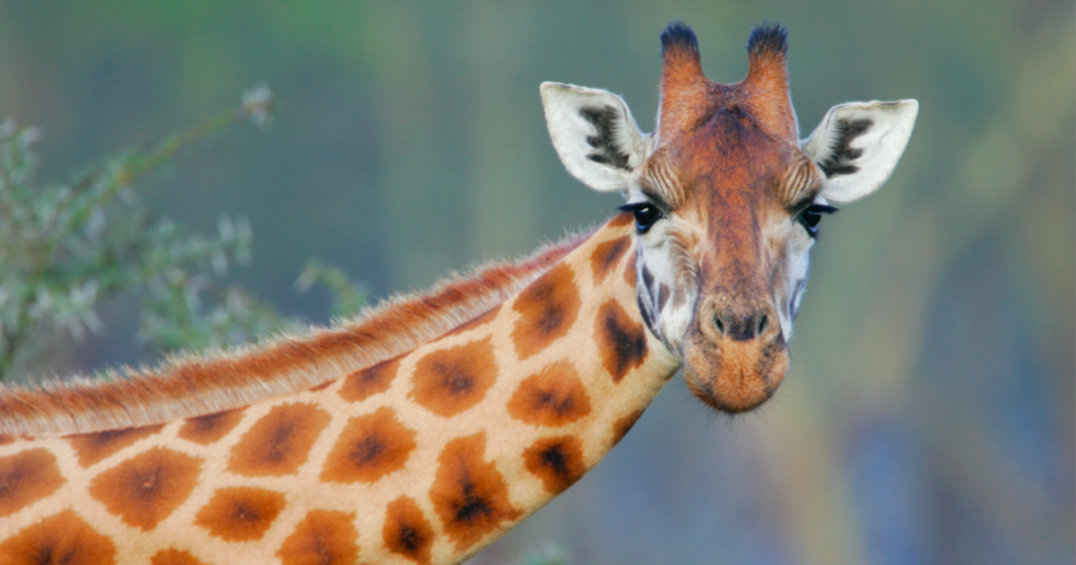 Why giraffes have spots | Pursuit by The University of Melbourne