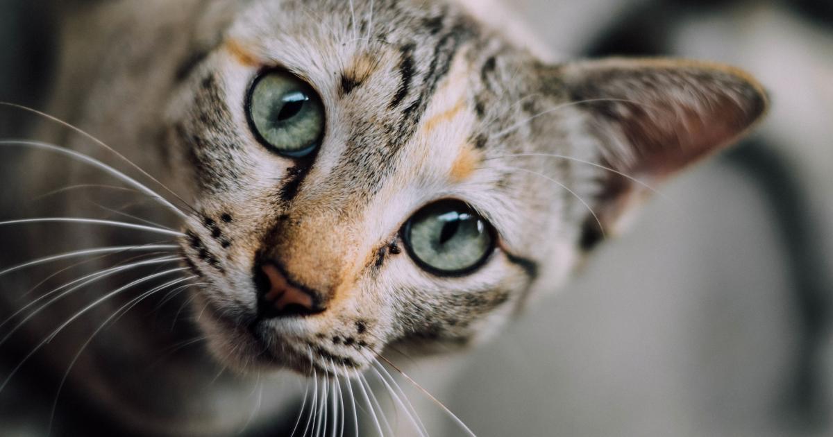 Why A Cat S Whiskers Are The Bee S Knees Pursuit By The