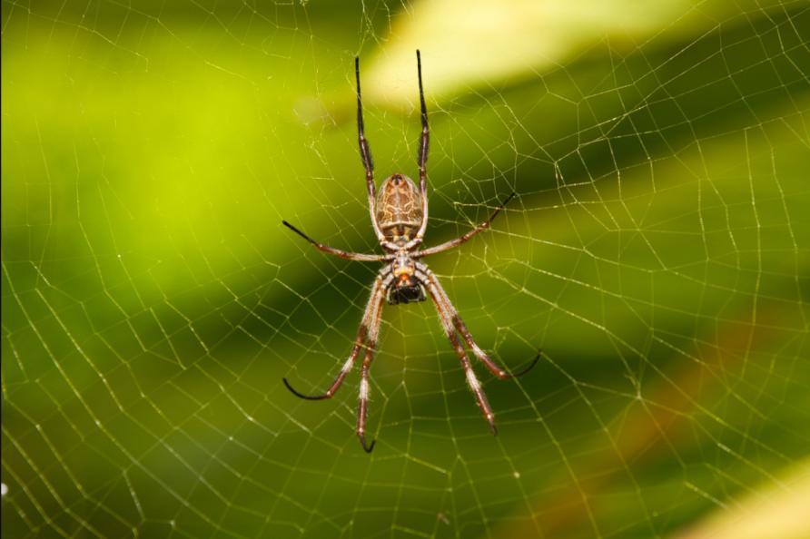 Spider silk - Wikipedia