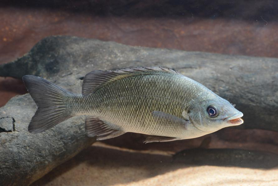 Meet Australia's newest freshwater fish | Pursuit The University Melbourne