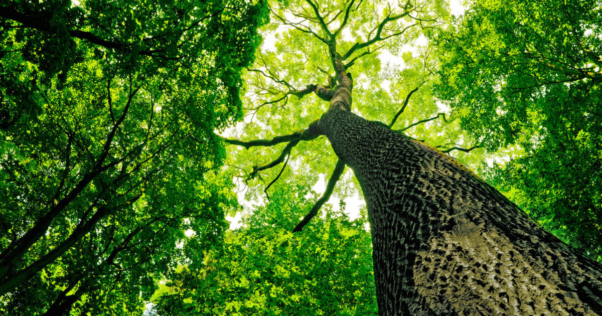 What Is Tree Bark Pursuit By The University Of Melbourne