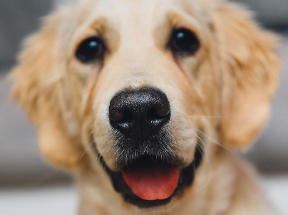 犬の鼻が濡れる理由については、さまざまな神話があります。 写真はこちら Pexels