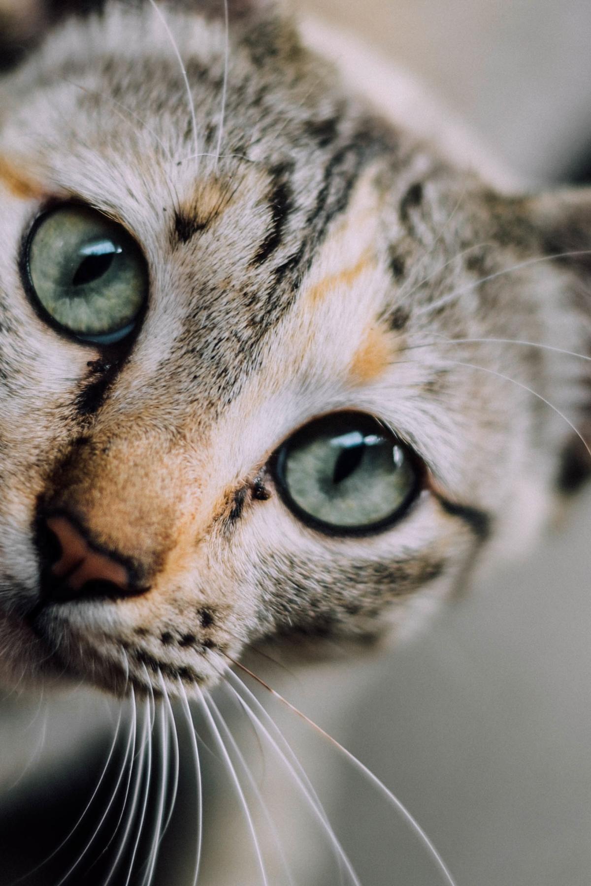 Why A Cat S Whiskers Are The Bee S Knees Pursuit By The