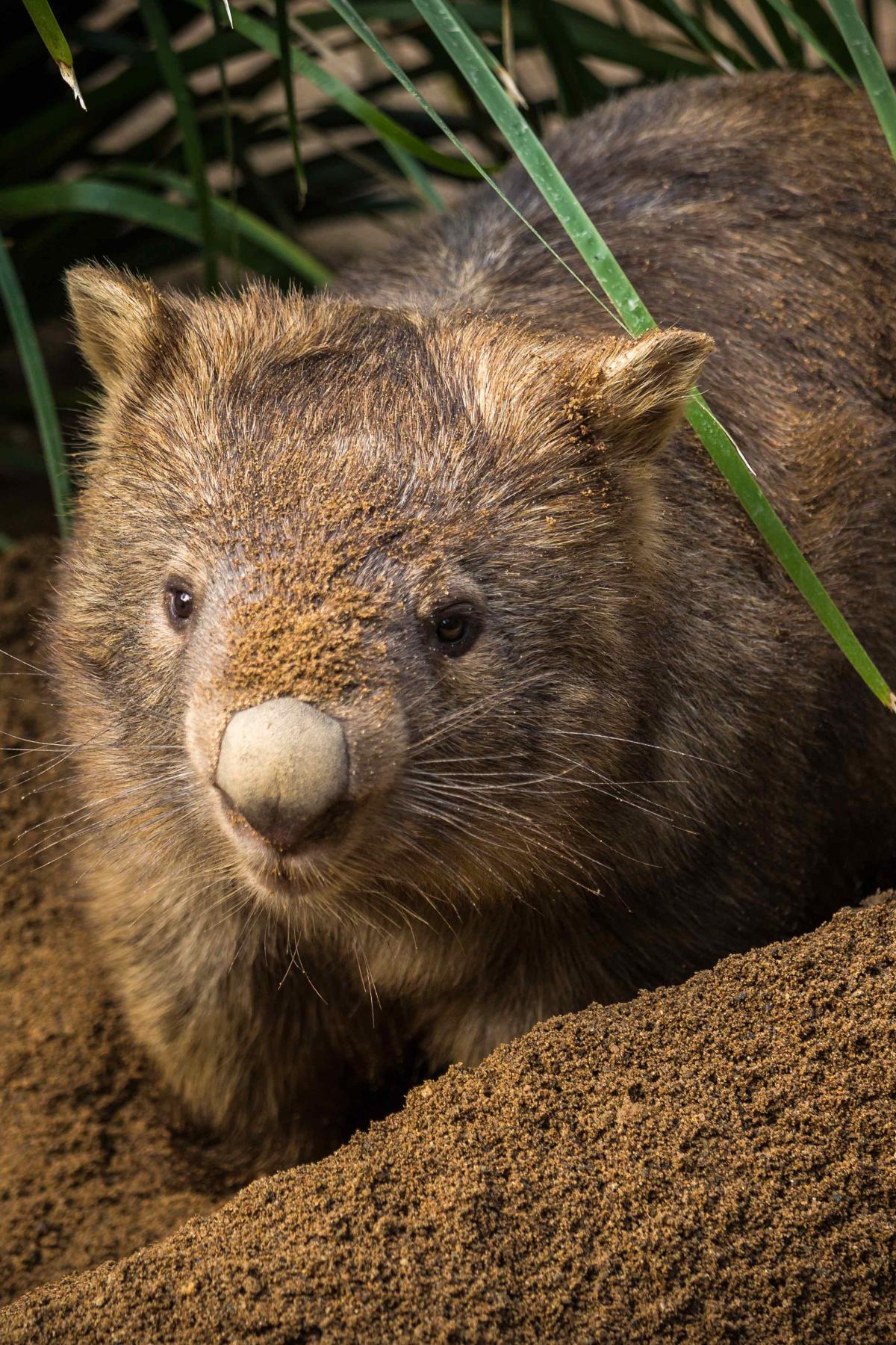 Funny sales wombat videos
