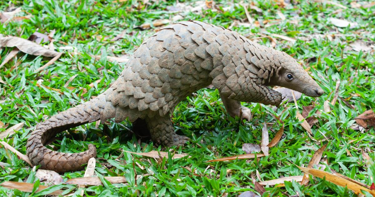 Don't blame the pangolin (or any other animal) for COVID-19 | Pursuit by  The University of Melbourne