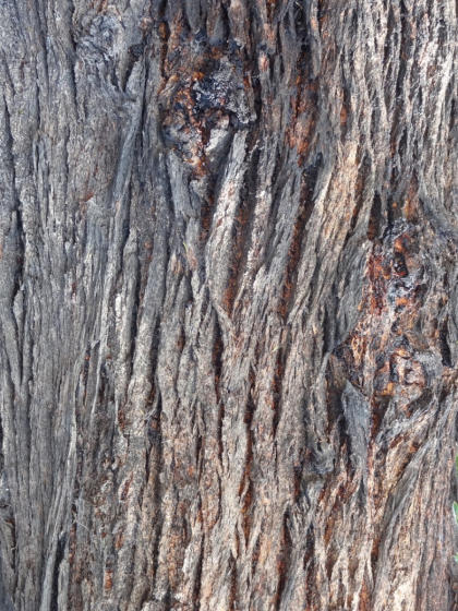What is tree bark?  Pursuit by The University of Melbourne