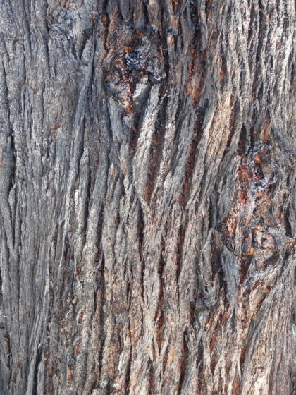 Mariton: Chunky Bark - Natural Lands