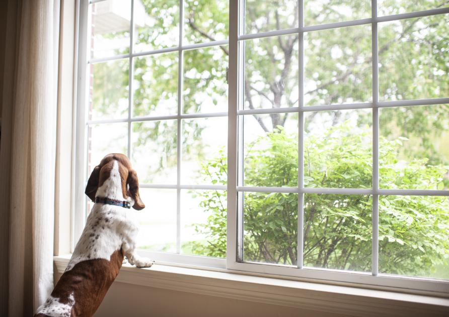 How to Cure your Dog's Separation Anxiety - Shop LP