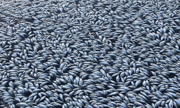 Australia’s mass fish kills as a crisis of modern water: understanding hydrosocial change in the Murray-Darling Basin