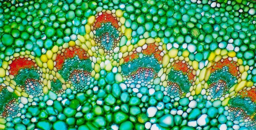 Unraveling the Wall – Unlocking the Potential of Plant-Based Bioproducts for a Greener Future