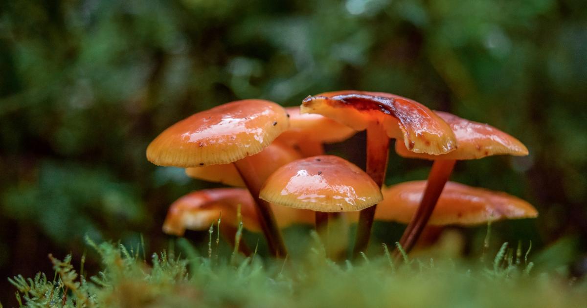 The challenge to discover our plant and fungi species