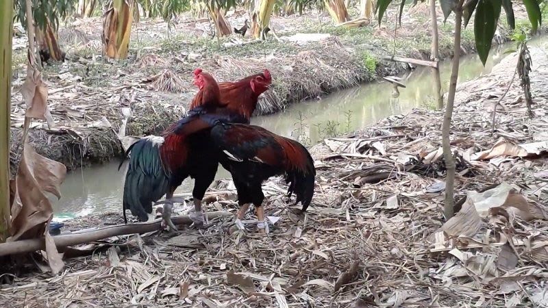 đá gà cựa sắt Việt Nam