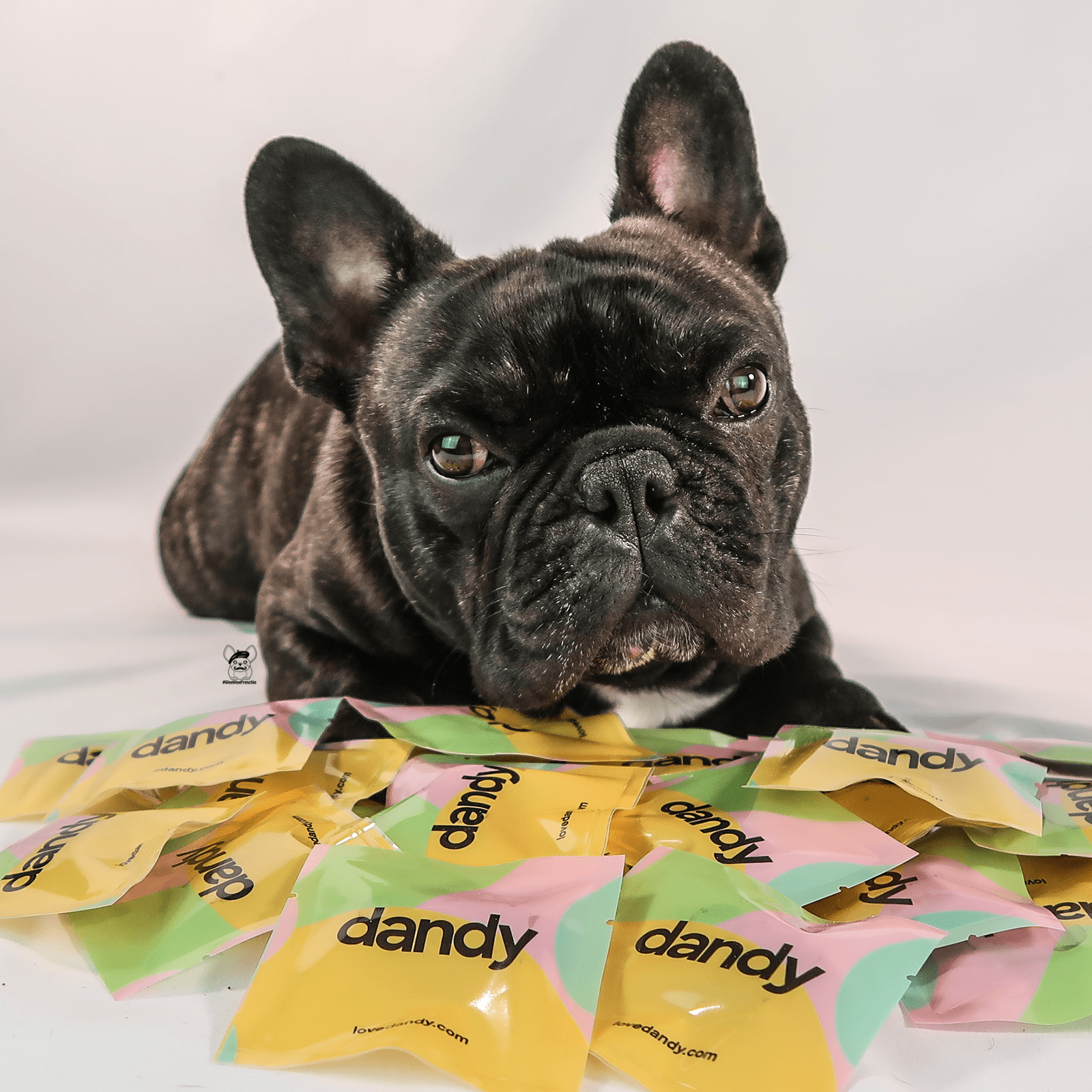 Pet Vitamin Supplementation Made Easy by Dandy