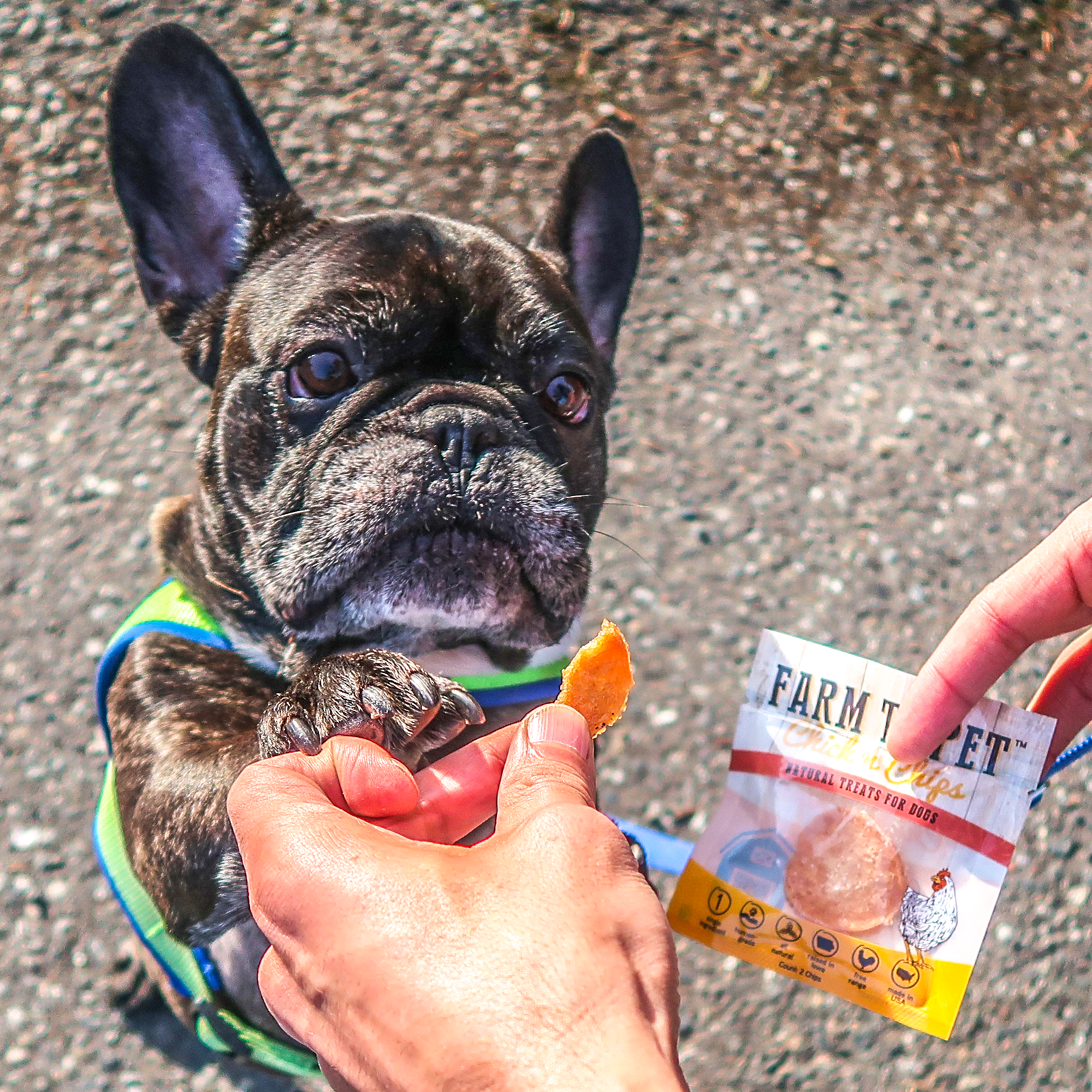 Top 3 Limited Ingredient Dog Treats
