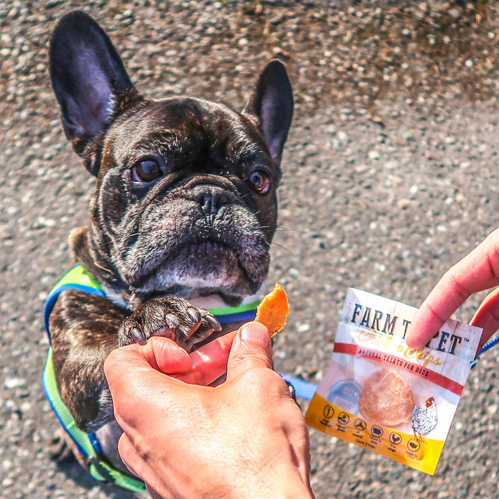 Limited ingredient shop dog treats