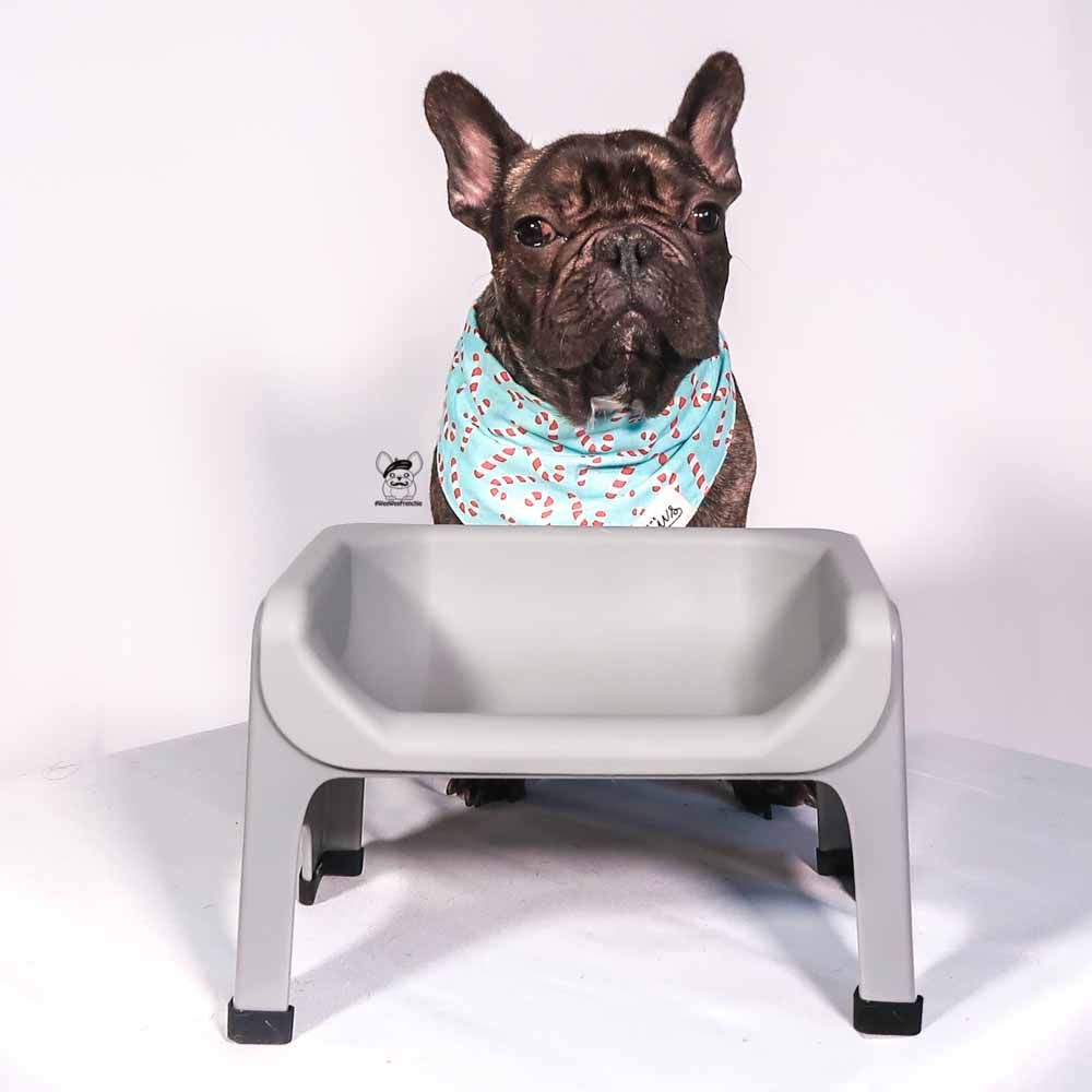 Are You Looking For An Elevated Feeder For Your Dog