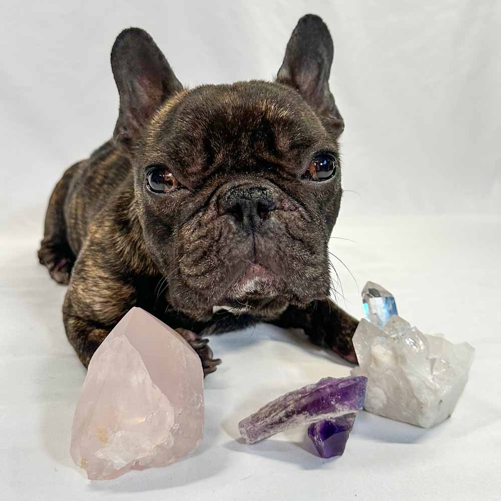 How To Use Crystals To Heal Your Dog