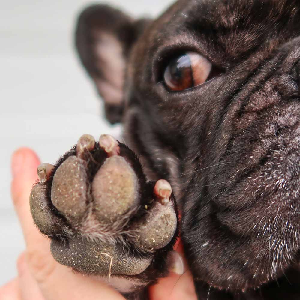 how-do-you-treat-an-infected-dog-paw