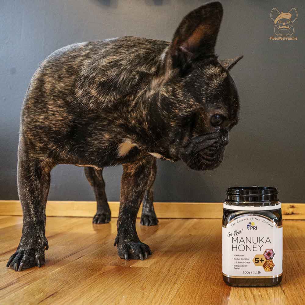 Manuka honey for dogs hot sale teeth