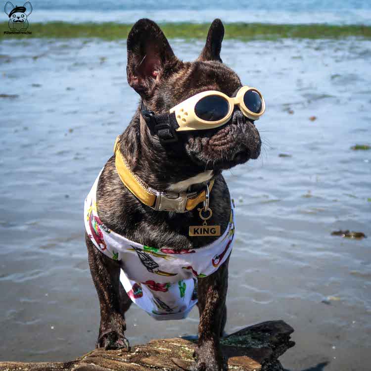 Goggles for hot sale french bulldogs