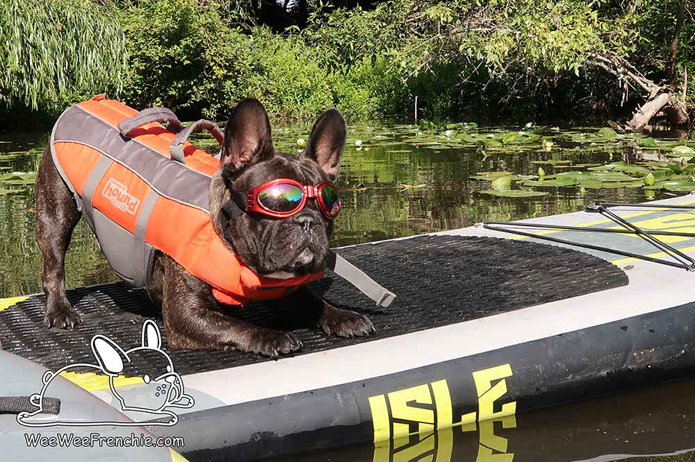 Learn to Stand-up Paddleboard with Your Dog