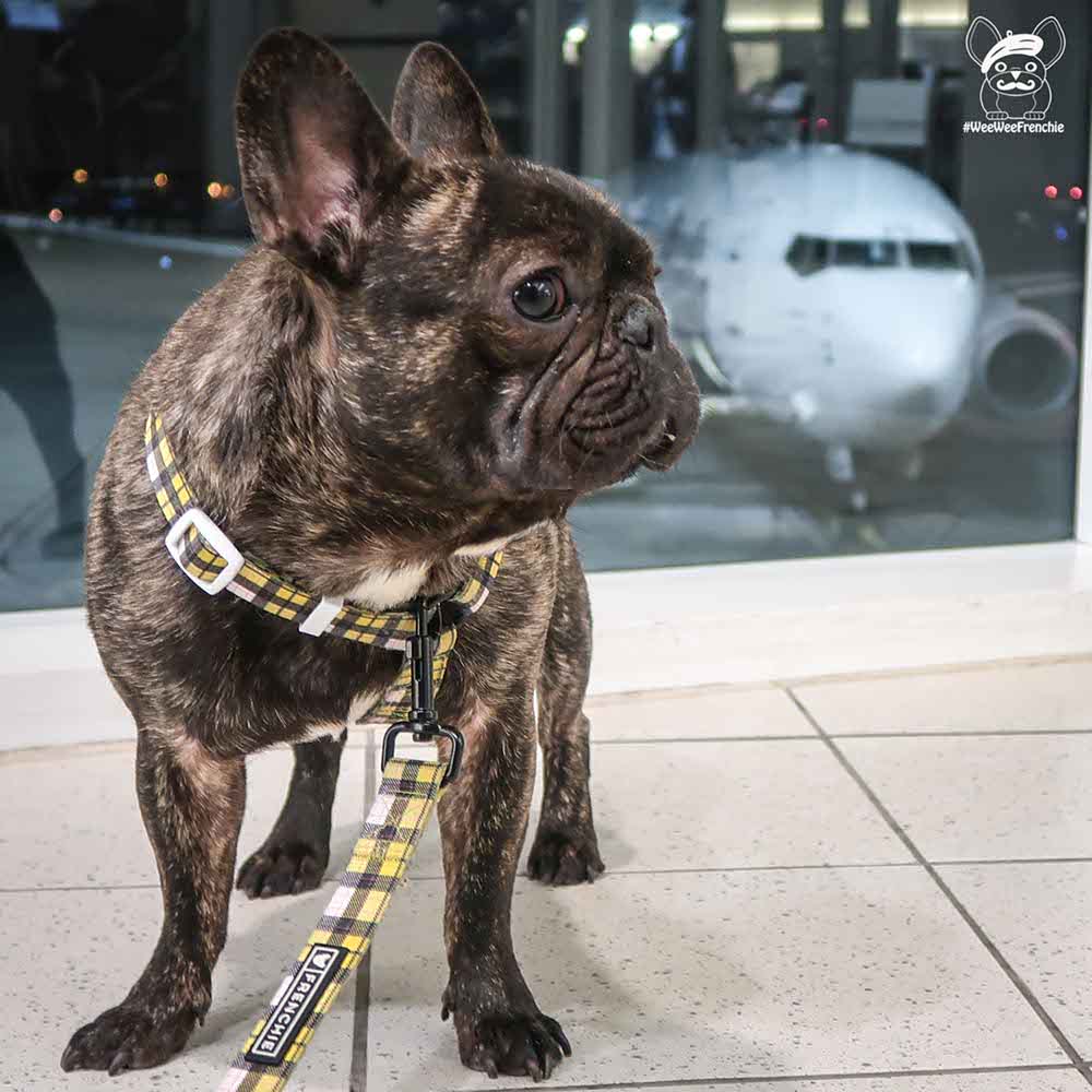 Tips for Traveling with Your Dog