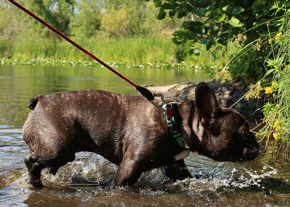 Can Frenchies Swim?