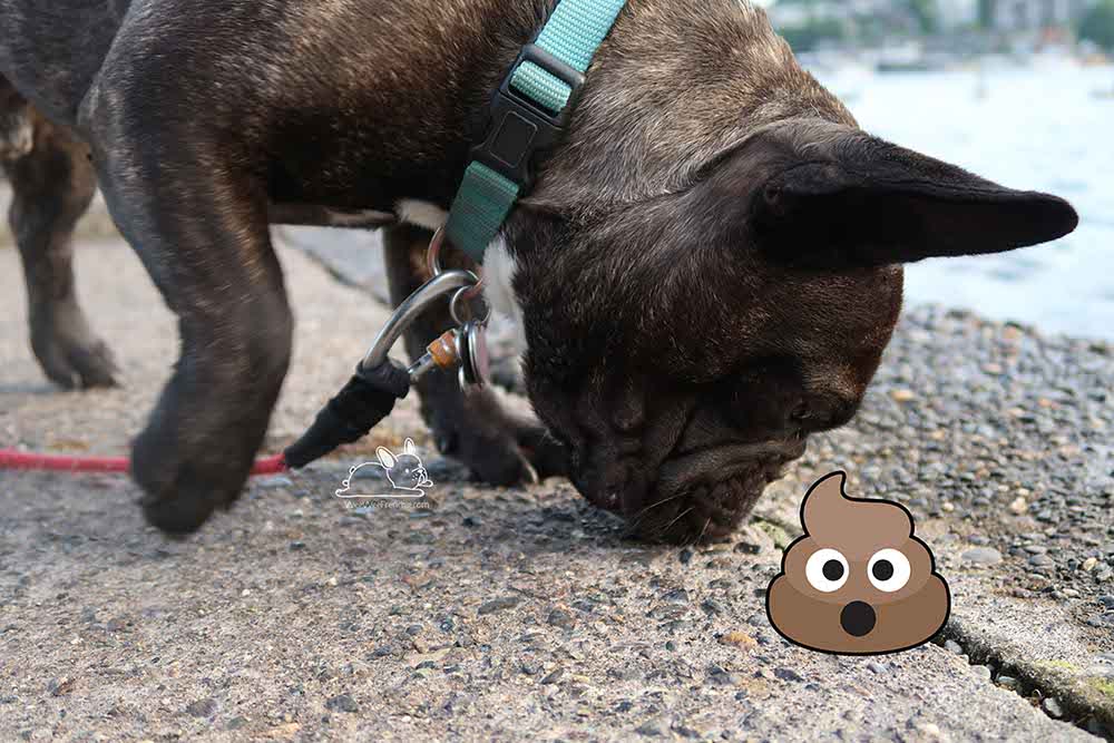 how to stop dog from eating goose poop