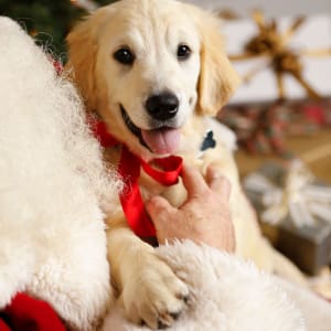 American Cancer Society Bark for Life