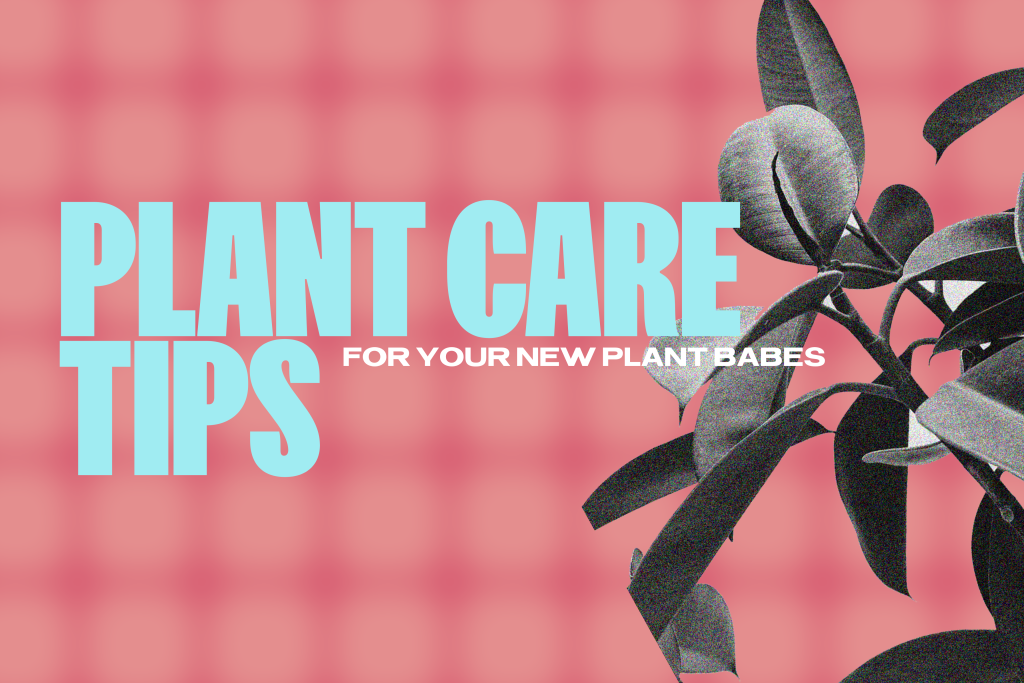 Plant Care Tips 🪴
